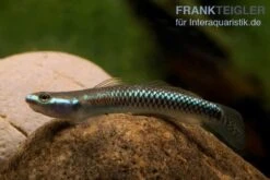 Neongrundel, Stiphodon Semoni, 1 Paar