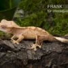 Neukaledonischer Kronengecko, Rhacodactylus Ciliatus -Zoohandlung Neukaledonischer Kronengecko Rhacodactylus ciliatus 1