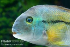 Nicaraguabuntbarsch, (ex. Cichlasoma) Nicaraguense 7 Nicaraguabuntbarsch, (ex. Cichlasoma) Nicaraguense -Zoohandlung Nicaraguabuntbarsch Cichlasoma nicaraguense 2