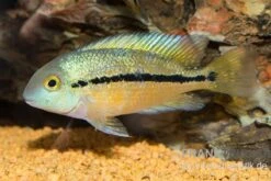Nicaraguabuntbarsch, (ex. Cichlasoma) Nicaraguense 8 Nicaraguabuntbarsch, (ex. Cichlasoma) Nicaraguense -Zoohandlung Nicaraguabuntbarsch Cichlasoma nicaraguense neu 1