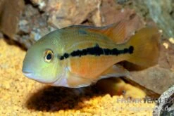 Nicaraguabuntbarsch, (ex. Cichlasoma) Nicaraguense 9 Nicaraguabuntbarsch, (ex. Cichlasoma) Nicaraguense -Zoohandlung Nicaraguabuntbarsch Cichlasoma nicaraguense neu 2