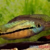 Nicaraguabuntbarsch, (ex. Cichlasoma) Nicaraguense 1 Nicaraguabuntbarsch, (ex. Cichlasoma) Nicaraguense -Zoohandlung Nicaraguabuntbarsch Cichlasoma nicaraguense neu 4