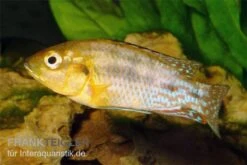 Nichols Maulbrüter, Pseudocrenilabrus Nicholsi, DNZ 5 Nichols Maulbrüter, Pseudocrenilabrus Nicholsi, DNZ -Zoohandlung Nichols Maulbrueter Pseudocrenilabrus nicholsi 2