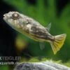 Nilkugelfisch, Tetraodon Fahaka (lineatus) -Zoohandlung Nilkugelfisch Tetraodon fahaka lineatus