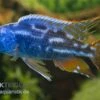 Blauer Leopard-Maulbrüter, Nimbochromis Fuscotaeniatus, DNZ -Zoohandlung Nimbochromis fuscotaeniatus blauer leopardmaulbruet