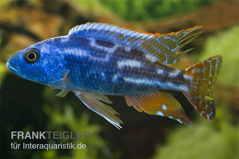 Blauer Leopard-Maulbrüter, Nimbochromis Fuscotaeniatus, DNZ 3 Blauer Leopard-Maulbrüter, Nimbochromis Fuscotaeniatus, DNZ