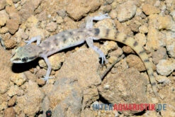 Nördlicher Sandgecko, Tropiocolotes Tripolitanus -Zoohandlung Noerdlicher Sandgecko Tropiocolotes tripolitanus 3