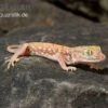 Nordafrikanischer Dünnfingergecko, Stenodactylus Petrii -Zoohandlung Nordafrikanischer Duennfingergecko Stenodactylus petrii 1
