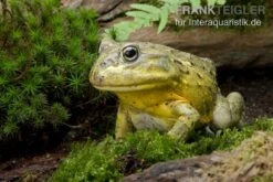 Afrikanischer Ochsenfrosch, Pyxicephalus Adspersus -Zoohandlung Ochsenfrosch Pyxicephalus adspersus 3