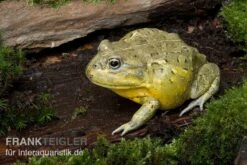 Afrikanischer Ochsenfrosch, Pyxicephalus Adspersus -Zoohandlung Ochsenfrosch Pyxicephalus adspersus 4