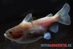 Oger-Wels, Asterophysus Batrachus -Zoohandlung Oger Wels Asterophysus batrachus 1