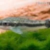 Bundle: 6x Ohrgitterharnischwels, Otocinclus Affinis (6 Stück) -Zoohandlung Ohrgitterharnischwels Otocinclus affinis 1