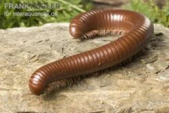 Schokotausendfüßer, Ophistreptus Guineensis