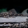 Orange Spot Pleco, LDA31, Panaqolus Albomaculatus -Zoohandlung Orange Spot Pleco LDA31 Panaqolus albomaculatus neu