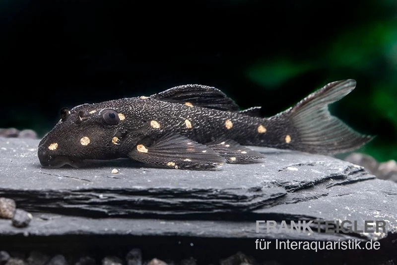 Orange Spot Pleco, LDA31, Panaqolus Albomaculatus 4 Orange Spot Pleco, LDA31, Panaqolus Albomaculatus – Bild 2