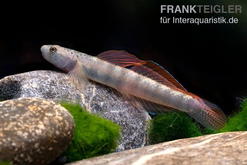 Orangeflossen-Grundel, Stiphodon Maculidorsalis, 1 Paar 3 Orangeflossen-Grundel, Stiphodon Maculidorsalis, 1 Paar