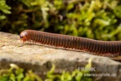 Orangener Piphun-Tausendfüßer, Spirobolus Sp. “Orange Piphun” -Zoohandlung Oranger Piphun Tausendfuesser Spirobolus sp Orange Piphun 3