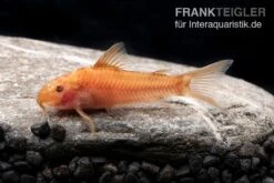 Oranger Schmerlenpanzerwels, Aspidoras Sp. C125 Orange, DNZ -Zoohandlung Oranger Schmerlenpanzerwels Aspidoras sp C125 orange 2