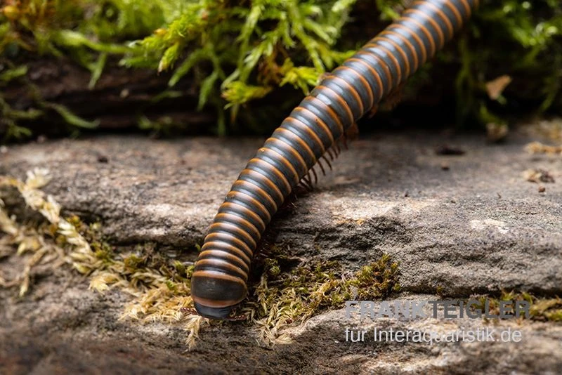 Oranger Tausendfüßer, Aulacobolus Sp. „Orange“ 3 Oranger Tausendfüßer, Aulacobolus Sp. „Orange“