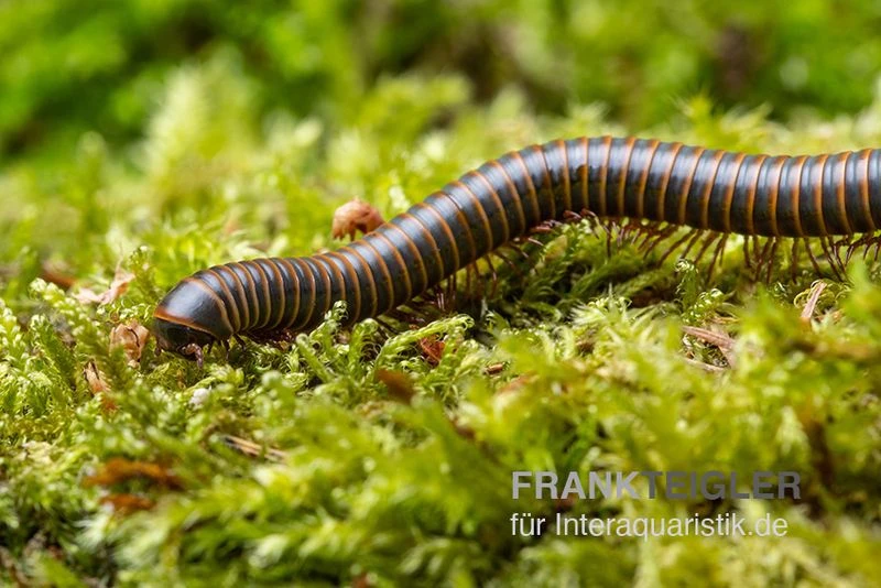 Oranger Tausendfüßer, Aulacobolus Sp. „Orange“ 4 Oranger Tausendfüßer, Aulacobolus Sp. „Orange“ – Bild 2