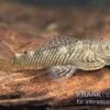Orinoco-Cheatostoma, Chaetostoma Pearsei "L187" -Zoohandlung Orinoco Cheatostoma Chaetostoma pearsei L187 1