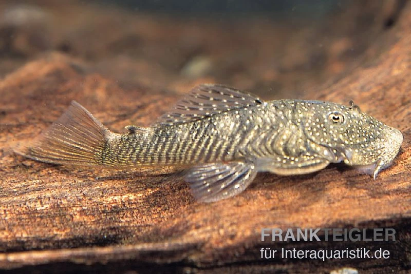 Orinoco-Cheatostoma, Chaetostoma Pearsei "L187" 3 Orinoco-Cheatostoma, Chaetostoma Pearsei "L187"