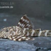 Orinoko Zwergschilderwels, L 202, Peckoltia Lineola 2 Orinoko Zwergschilderwels, L 202, Peckoltia Lineola -Zoohandlung Orinoko Zwergschilderwels L 202 Peckoltia lineola