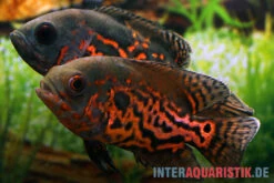 Oscar Rot-Tiger, Astronotus Ocellatus -Zoohandlung Oscar Rot Tiger Astronotus ocellatus neu 1