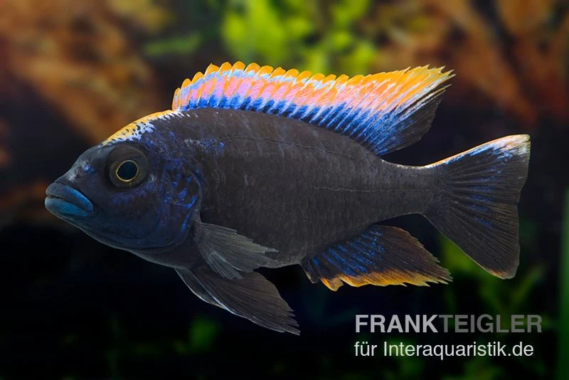 Black-orange-dorsale-Buntbarsch, Otopharynx Spec. Black Orange Dorsale 3 Black-orange-dorsale-Buntbarsch, Otopharynx Spec. Black Orange Dorsale