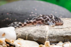 Ozelot-Harnischwels, Hypancistrus Spec. L174, 3-4 Cm -Zoohandlung Ozelot Harnischwels Hypancistrus spec L174 2