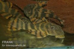Harnischwels, L397, Panaqolus Sp. -Zoohandlung Panaquolus L397