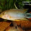 Panduros Zwergbuntbarsch, Apistogramma Panduro, Paarwweise 1 Panduros Zwergbuntbarsch, Apistogramma Panduro, Paarwweise -Zoohandlung Panduros Zwergbuntbarsch Apistogramma panduro neu 1