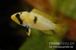 Panduros Zwergbuntbarsch, Apistogramma Panduro, Paarwweise 6 Panduros Zwergbuntbarsch, Apistogramma Panduro, Paarwweise -Zoohandlung Panduros Zwergbuntbarsch Apistogramma panduro neu 2