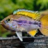Papagei-Zwergbuntbarsch, Apistogramma Cf. Ortegai "Purple", Paarweise -Zoohandlung Papagei Zwergbuntbarsch Apistogramma cf ortegai Purple 1