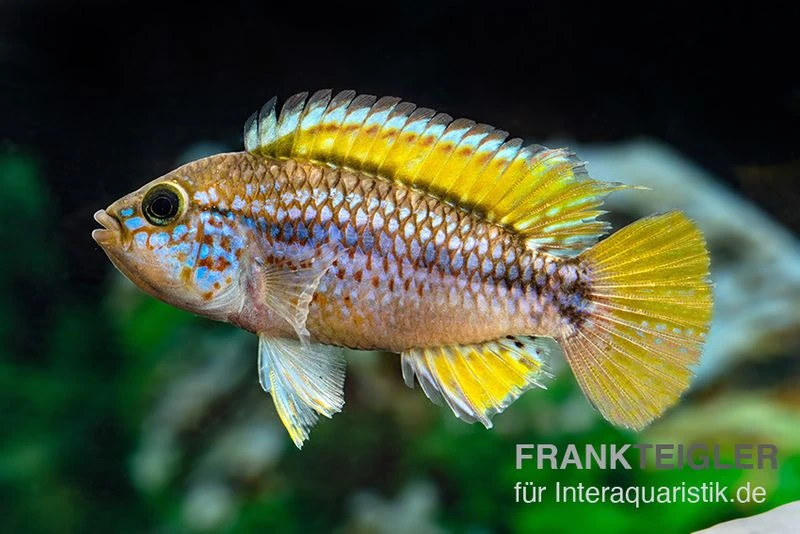 Papagei-Zwergbuntbarsch, Apistogramma Cf. Ortegai "Purple", Paarweise 4 Papagei-Zwergbuntbarsch, Apistogramma Cf. Ortegai "Purple", Paarweise – Bild 2