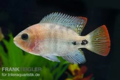 Quetzal-Buntbarsch, Cichlasoma Synspilum, DNZ 7 Quetzal-Buntbarsch, Cichlasoma Synspilum, DNZ -Zoohandlung Paraneetroplus melanurus 7