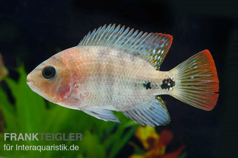 Quetzal-Buntbarsch, Cichlasoma Synspilum, DNZ 5 Quetzal-Buntbarsch, Cichlasoma Synspilum, DNZ – Bild 3