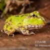 Pazifischer Hornfrosch, Ceratophrys Stolzmanni -Zoohandlung Pazifischer Hornfrosch Ceratophrys stolzmanni 1