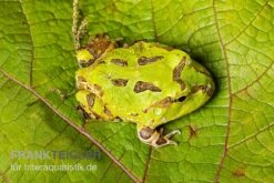Pazifischer Hornfrosch, Ceratophrys Stolzmanni -Zoohandlung Pazifischer Hornfrosch Ceratophrys stolzmanni 3