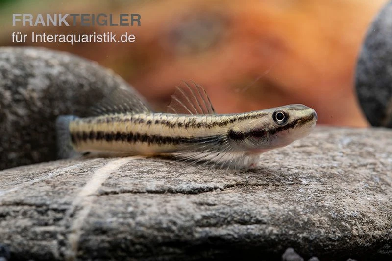 Pelewensis-Grundel, Stiphodon Pelewensis, 1 Paar 5 Pelewensis-Grundel, Stiphodon Pelewensis, 1 Paar – Bild 3