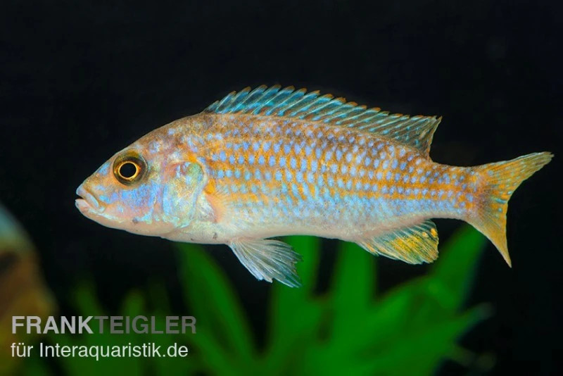 Perle Von Likoma, Melanochromis Joanjohnsonae 3 Perle Von Likoma, Melanochromis Joanjohnsonae