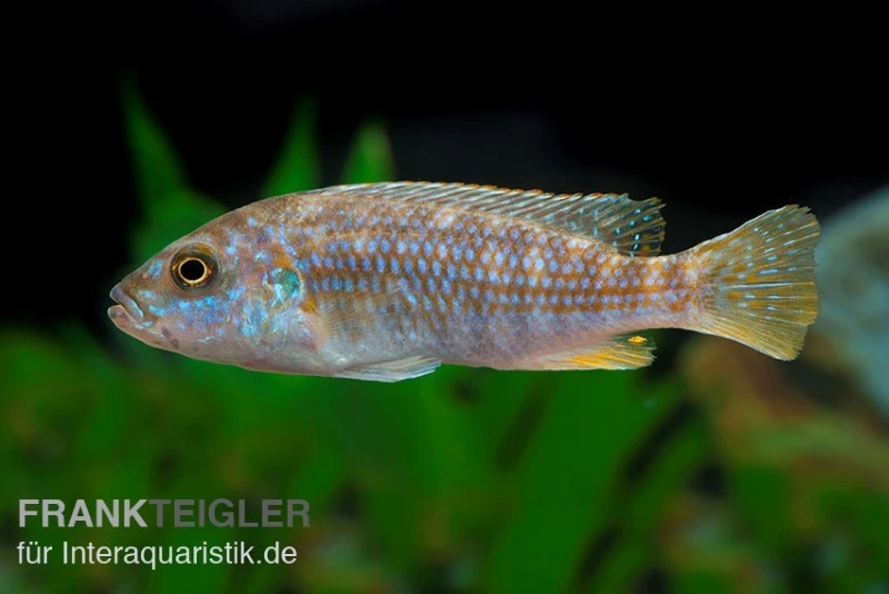 Perle Von Likoma, Melanochromis Joanjohnsonae 4 Perle Von Likoma, Melanochromis Joanjohnsonae – Bild 2
