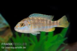 Perle Von Likoma, Melanochromis Joanjohnsonae 7 Perle Von Likoma, Melanochromis Joanjohnsonae -Zoohandlung Perle von Likoma Melanochromis exasperatus 3