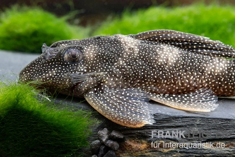 Perlhuhn-Harnischwels, L262, Hypancistrus Sp. 4 Perlhuhn-Harnischwels, L262, Hypancistrus Sp. – Bild 2