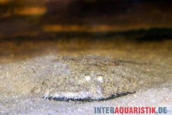 Peru-Süßwasserflunder, Hypoclinemus Mentalis