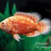 Pfauenaugenbuntbarsch "Albino Red Nemo", Astronotus Ocellatus 1 Pfauenaugenbuntbarsch "Albino Red Nemo", Astronotus Ocellatus -Zoohandlung Pfauenaugenbuntbarsch Albino Red Nemo Astronotus ocellatus 1