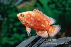 Pfauenaugenbuntbarsch "Albino Red Nemo", Astronotus Ocellatus 5 Pfauenaugenbuntbarsch "Albino Red Nemo", Astronotus Ocellatus -Zoohandlung Pfauenaugenbuntbarsch Albino Red Nemo Astronotus ocellatus 2