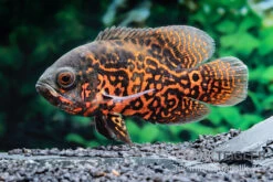 Pfauenaugenbuntbarsch "Black Tiger", Astronotus Ocellatus -Zoohandlung Pfauenaugenbuntbarsch Black Tiger Astronotus ocellatus 1