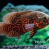 Pfauenaugenbuntbarsch "Black Tiger", Astronotus Ocellatus -Zoohandlung Pfauenaugenbuntbarsch Black Tiger Astronotus ocellatus 2