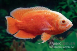 Pfauenaugenbuntbarsch "Red Chili", Astronotus Ocellatus -Zoohandlung Pfauenaugenbuntbarsch Red Chili Astronotus ocellatus 2